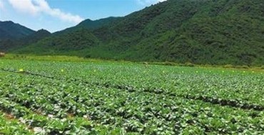 海南同德成功与广西蔬菜基地签下长期蔬菜保供合同